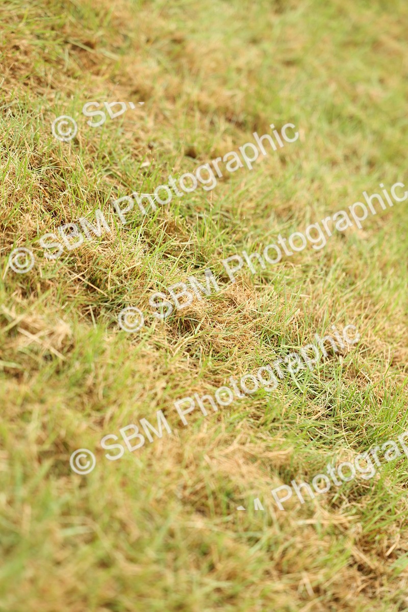 SBM_02239 - Class 50-57 - M&M Welsh Pony In Hand