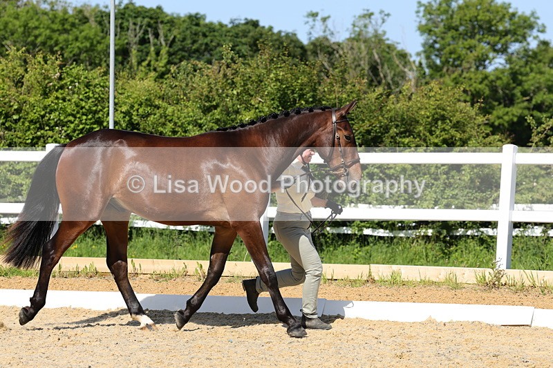 1X9A0824 - Class 4: Youngstock 1, 2, 3 year old to exceed 153cm