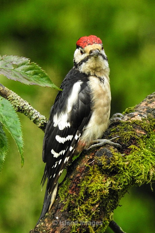 Spotted Woodpecker in the wild - Wildlife of Argyll