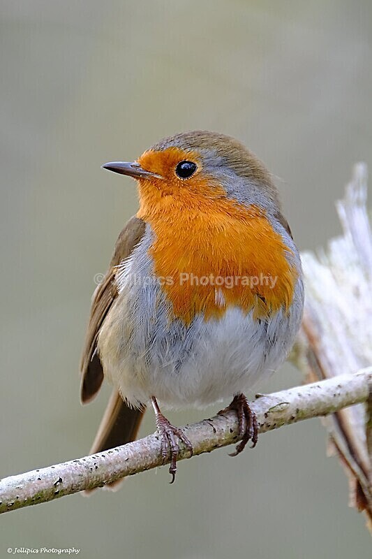  - Wildlife and Nature