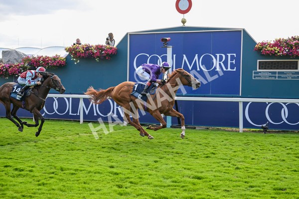 230824-Race 6-Angelo Buonarroti-9899 - Race 6 4.45pm British Stallion Studs EBF Convivial Maiden Stakes