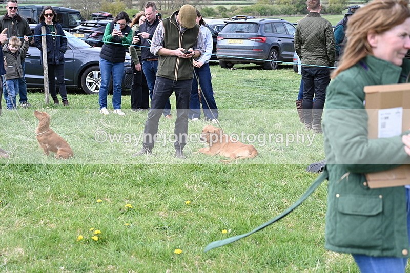 WJ6_8760 - Class 8 Best Working / Gun Dog or Bitch