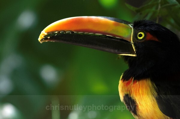  - Birds of Costa Rica and Mauritius