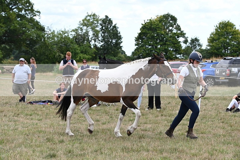 WJ6_5603 - Class 18 In-hand Coloured