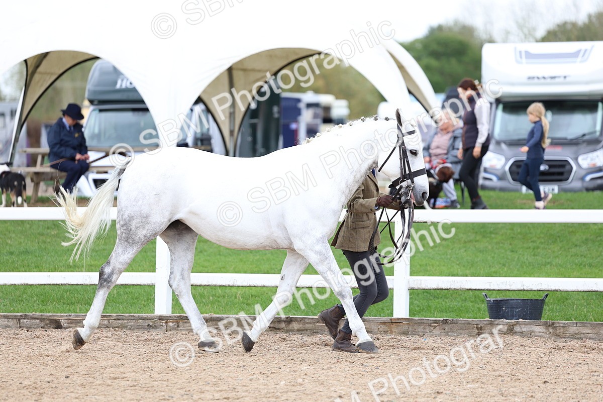 SBM_05710 - Class 28 - IH Veteran Horse