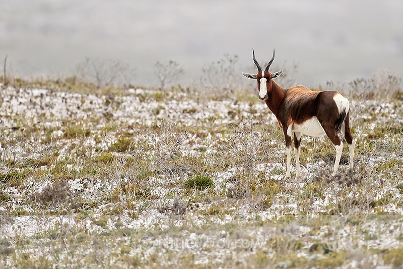 Blesbok, Cape Peninsula, South Africa - Antelope