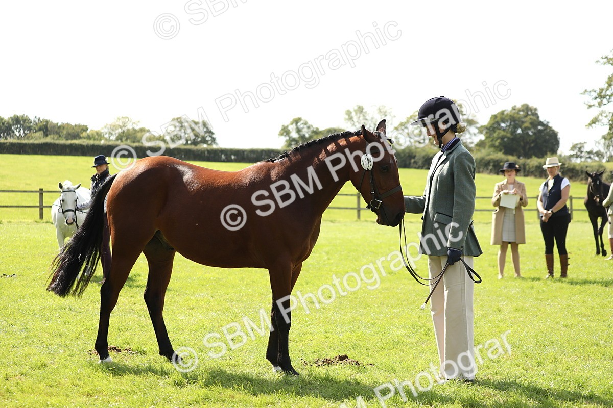 SBM_65600 - S48 - Show Pony & Show Hunter Pony In Hand