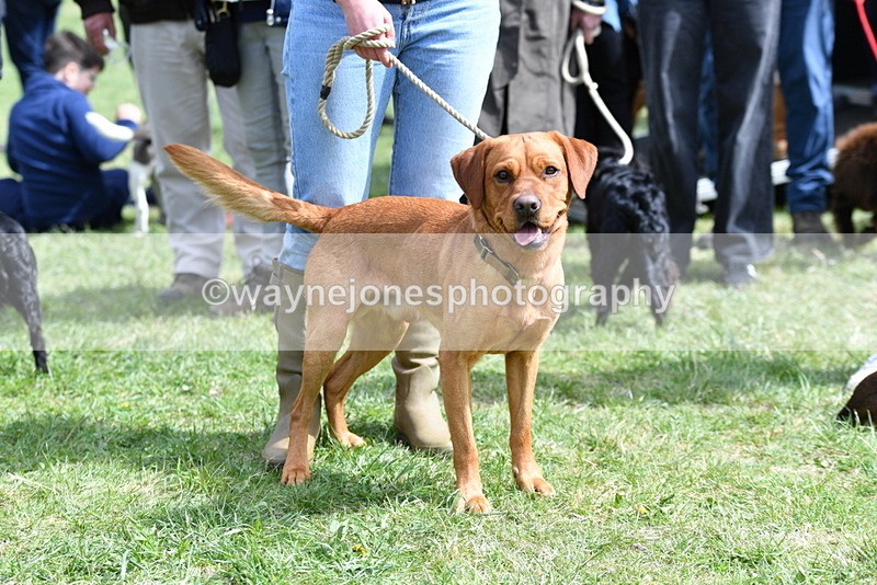 WJ5_9802 - Class 3 Most Handsome Dog