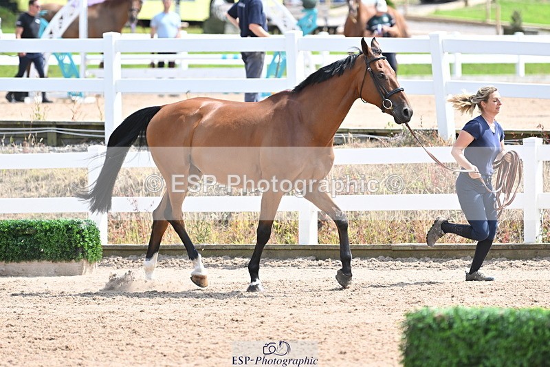 240717A-145043-02340 - Trot Up 2pm to 3pm - This folder is not in time order