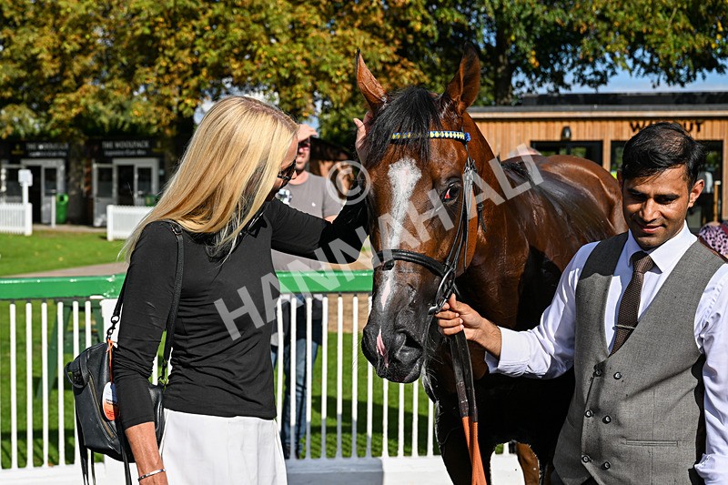 140926-Race 3-Majestic Jude-2976 - Race 3 3.21pm British Stallion Studs EBF Novice Stakes