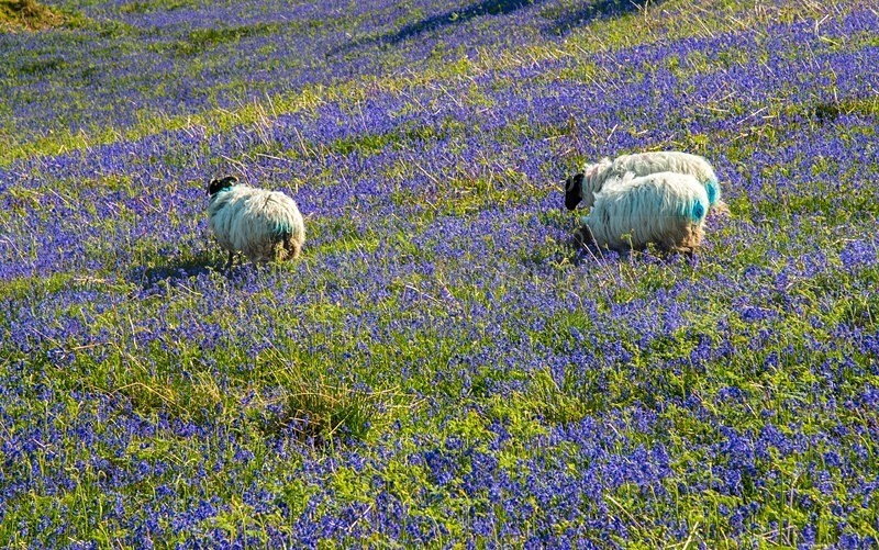 MF1_4900 - Donegal Town & Lough Eske