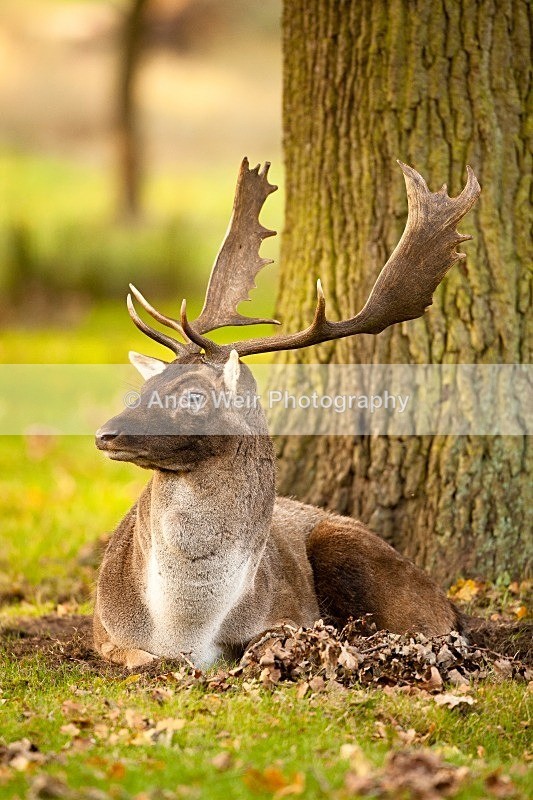 20111022-_MG_6760 - Fallow Deer