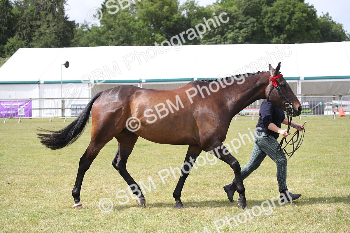 SBM_13254 - Class 95-96 - LIHS BSHA Rising Star Hack Riding Horse