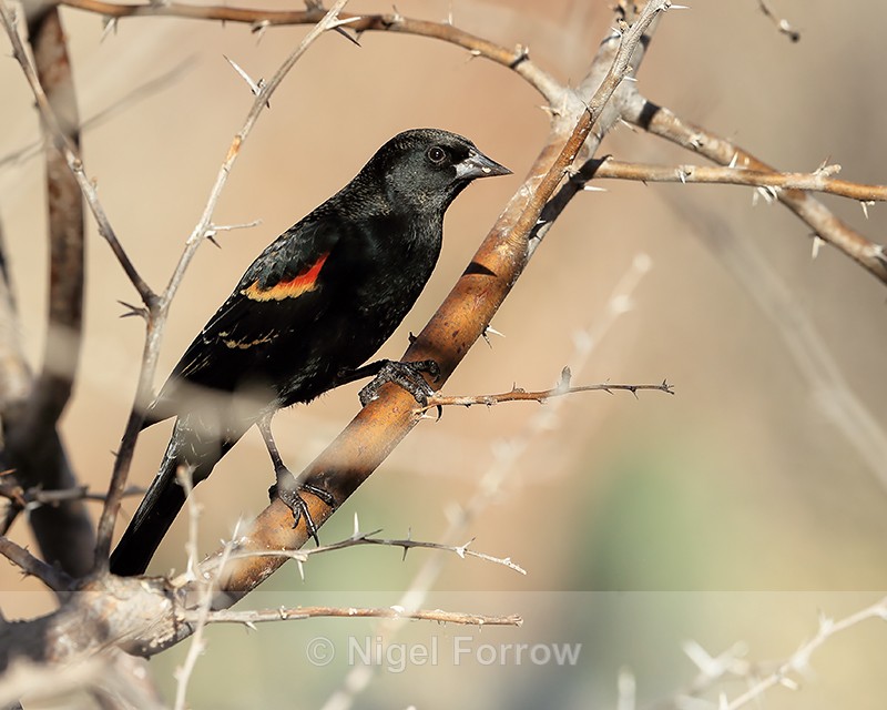 Red-winged Blackbird (male) perched, Bosque del Apache, New Mexico - Red-winged Blackbird