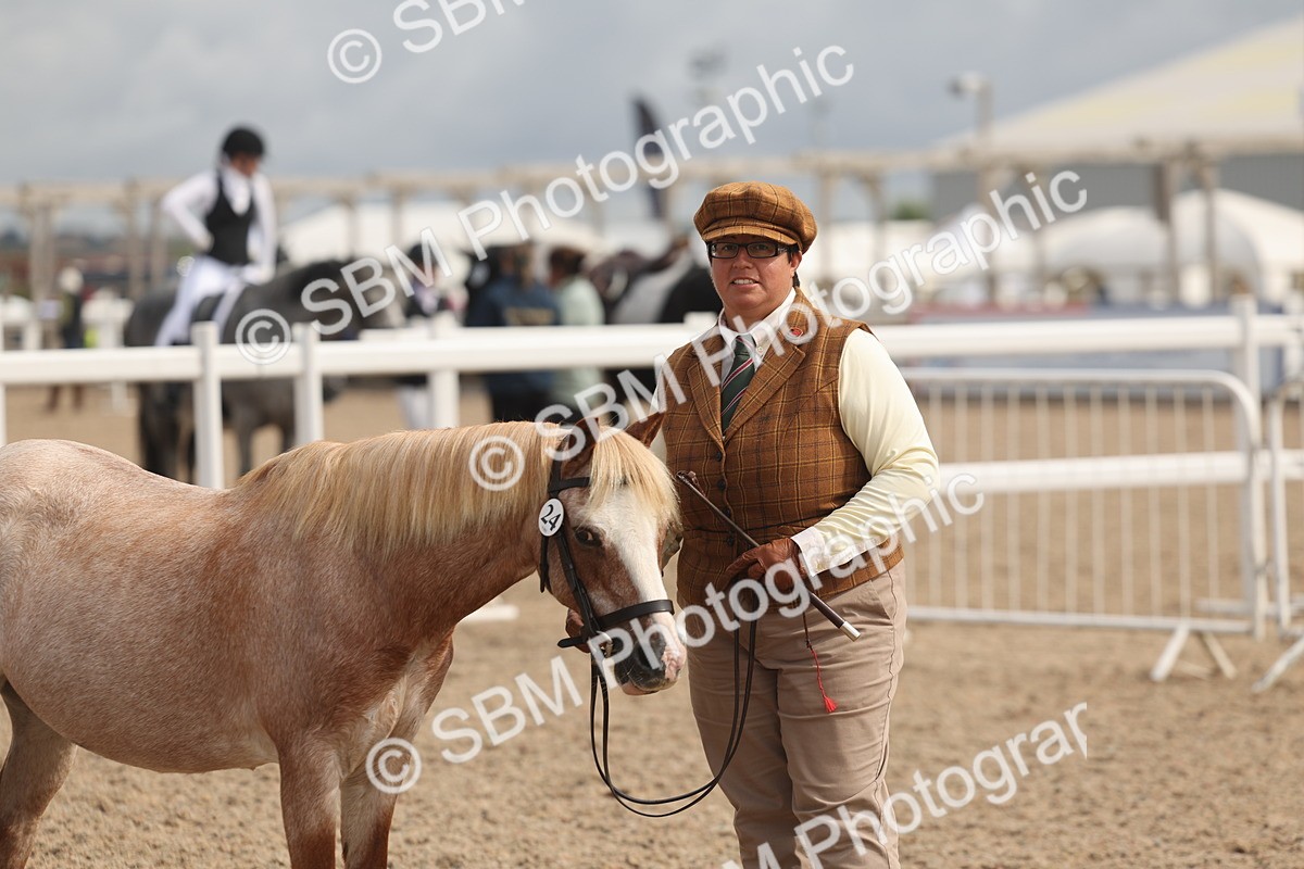 SBM_04402 - Class 18 - Handsomest Gelding (IH or Ridden)
