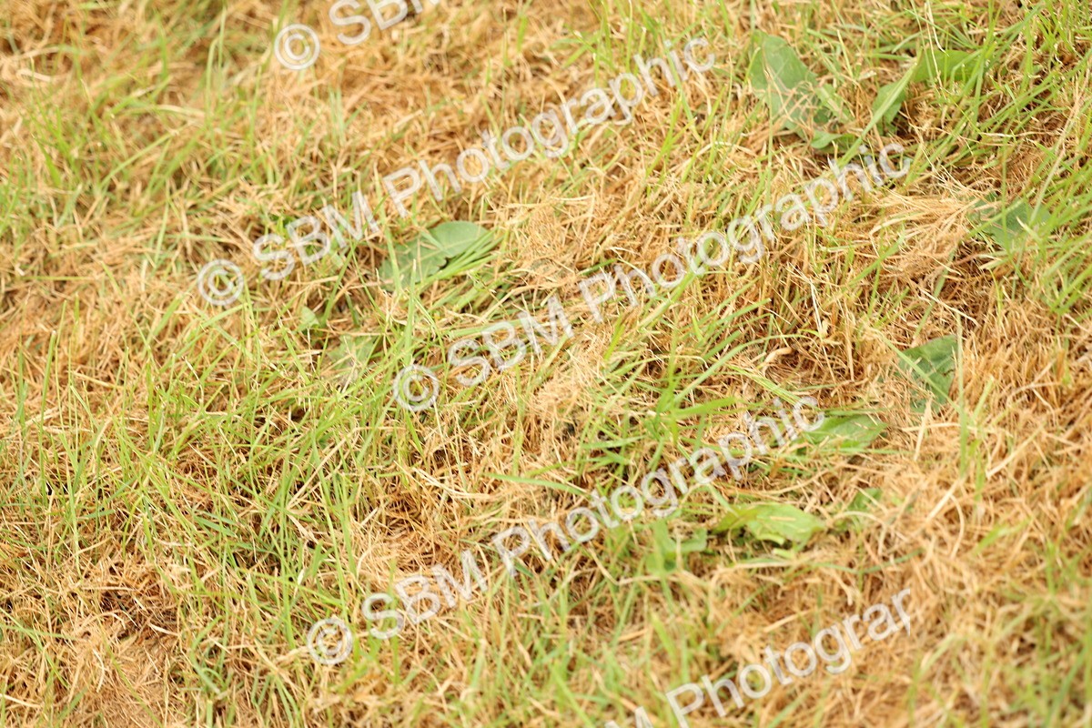 SBM_04161 - Class 64-67 - Shetland Pony In Hand