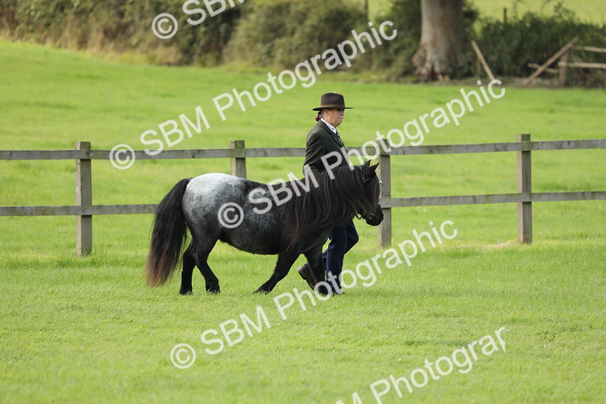 SBM_62375 - S46 - Mountain & Moorland In Hand Small Breeds