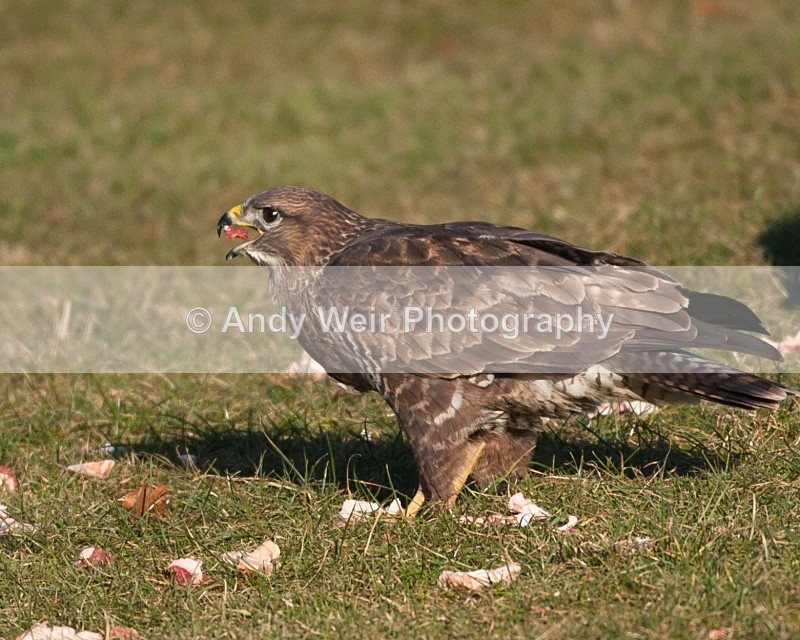20100130-IMG_2772 308 - Common Buzzard