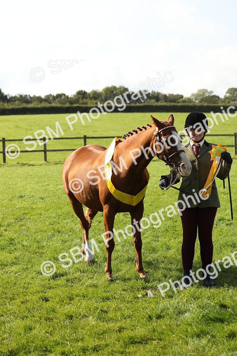 SBM_61062 - S44 - Part Bred Pony In hand