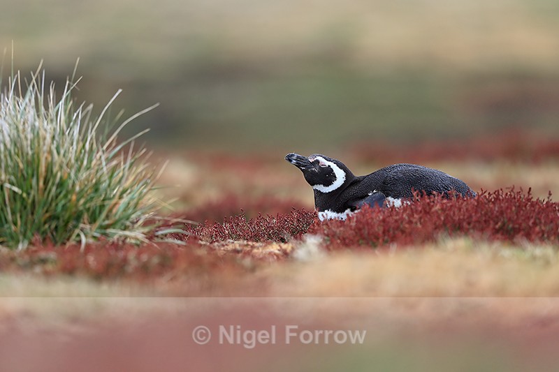 Magellanic Penguin resting outside burrow, Sea Lion Island, Falklands - Magellanic Penguin