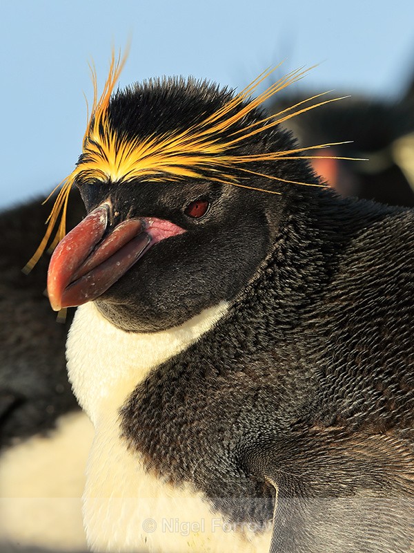 Macaroni Penguin, Sea Lion Island, The Falklands - Macaroni Penguin