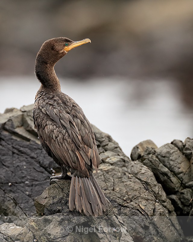 Neotropic Cormorant perched on rock, Chile - Neotropic Cormorant