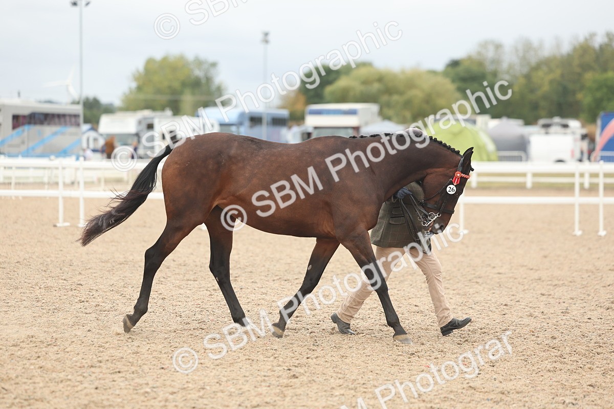 SBM_19849 - Class 318 - IH Part Bred Horse-Pony