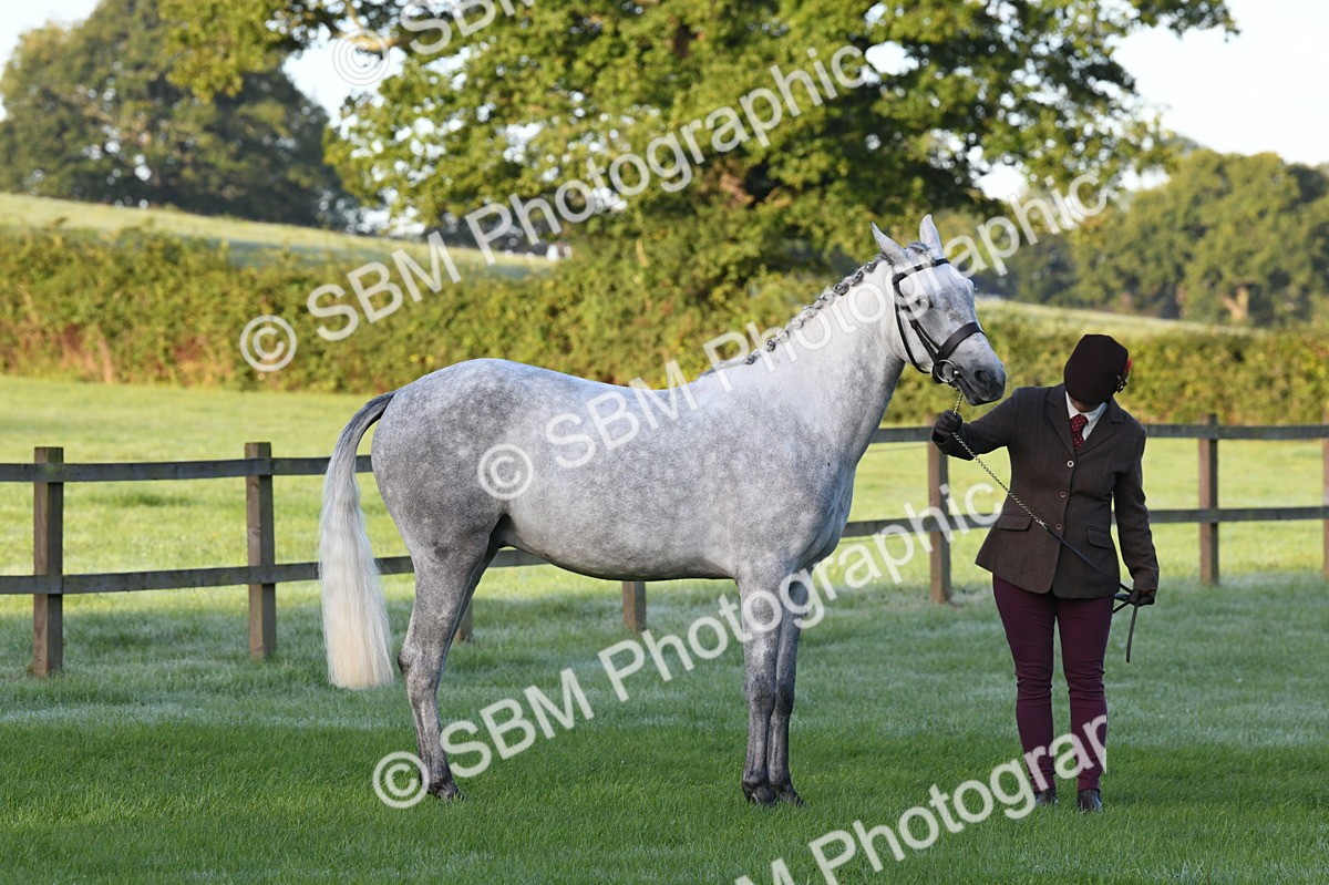 SBM_32595 - S15 - Condition & Turnout In Hand