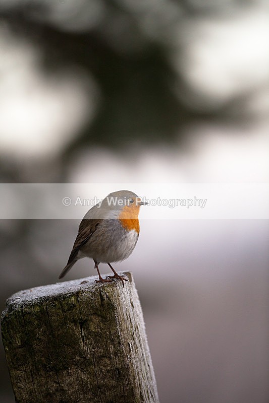 20121202-_MG_1326 - Robin