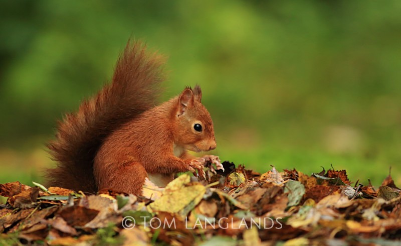 Red Squirrel - Red Squirrels