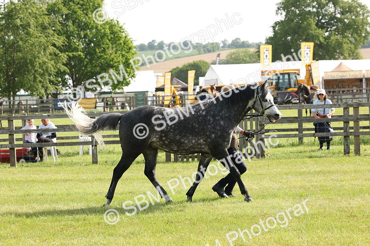 SBM_00728 - Class 6-13 - Mountatin and Moorland In Hand Welsh Breeds