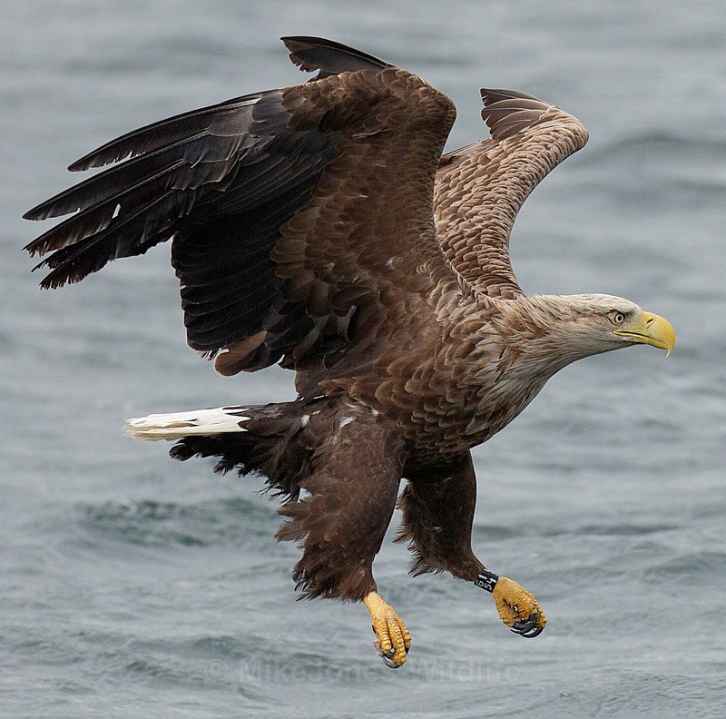 WHITE TAILED EAGLE, ISLE OF MULL, SCOTLAND