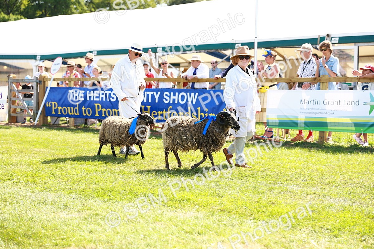 SBM_08393 - Grand Parade