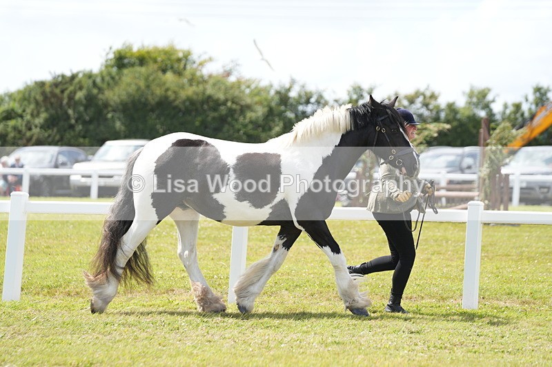 DSC07067 - Class 61: Coloured Horse 4yrs & Over