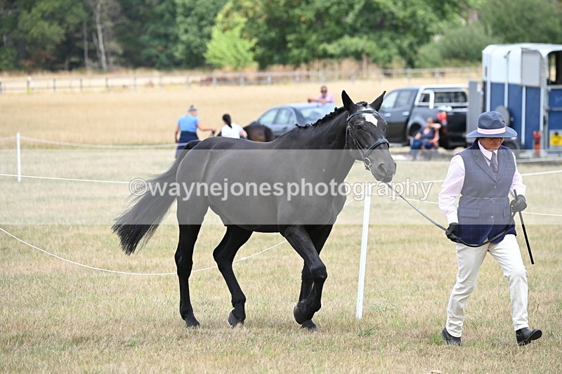 WJ6_5964 - Class 19 In-hand Veterans (Uploaded correct folder)