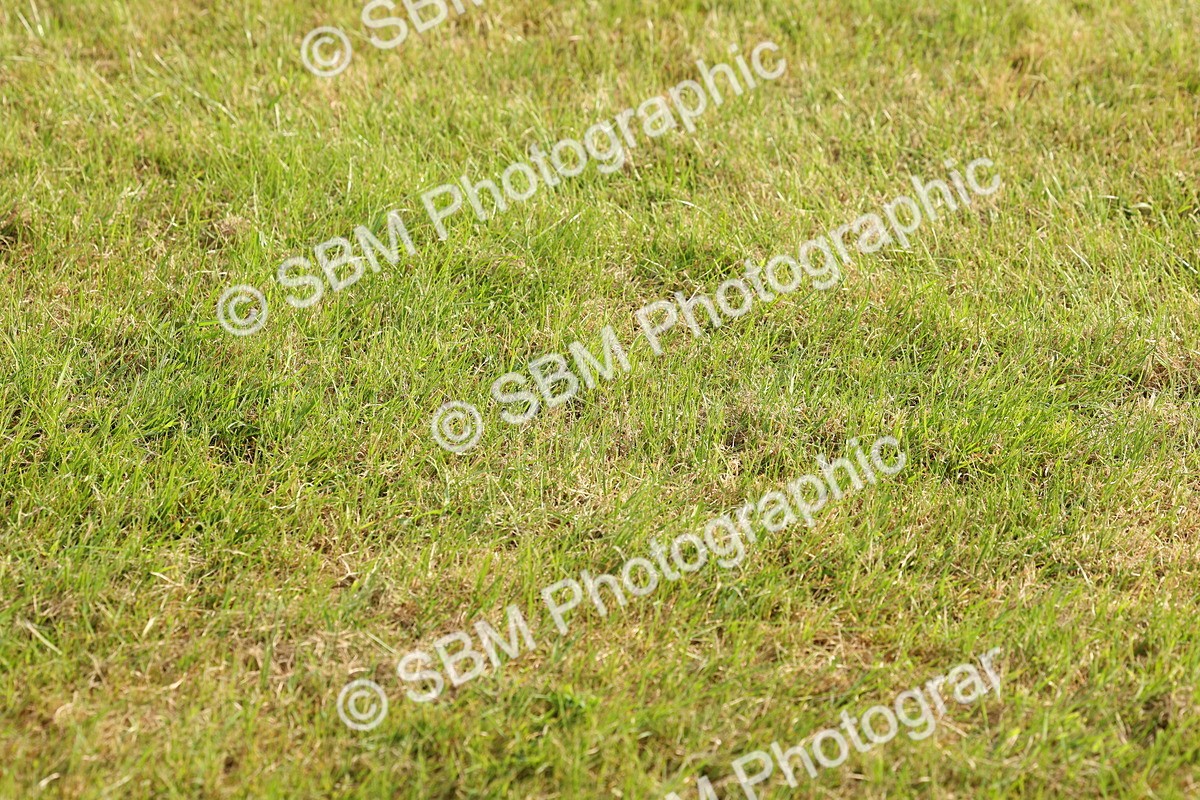 SBM_00472 - Class 6-13 - Mountatin and Moorland In Hand Welsh Breeds