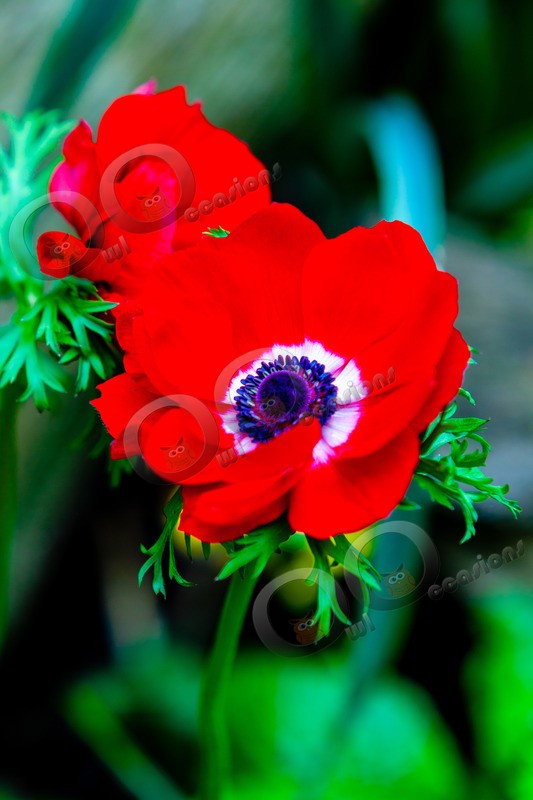 anemone-9726 - Plants and trees