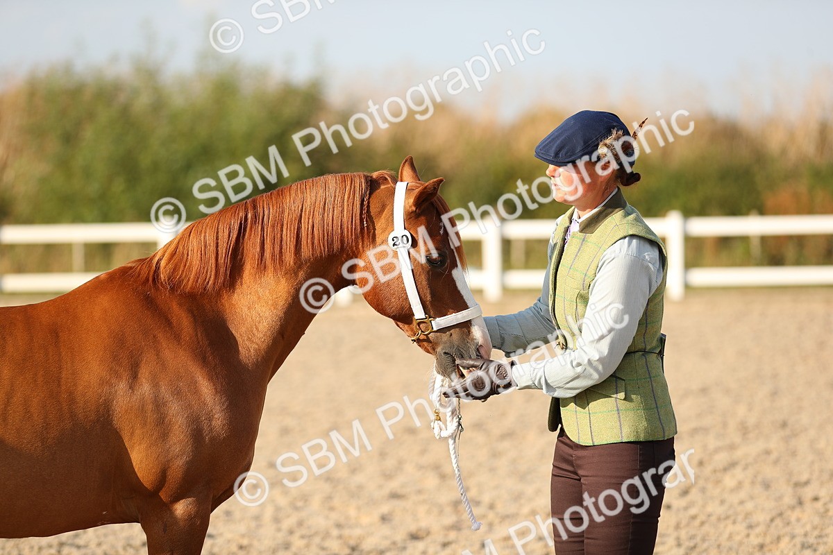 SBM_09009 - Class 29 IH Veteran Pony
