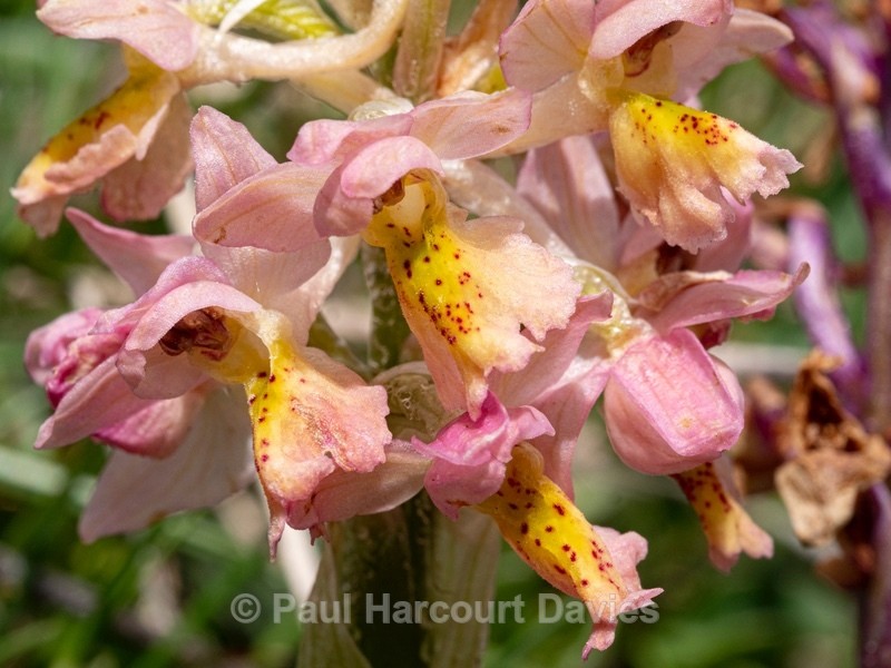 Hybrid Orchis - Orchis x colemanii ( Orchis mascula x O. pauciflora) - Wild Orchids - 2