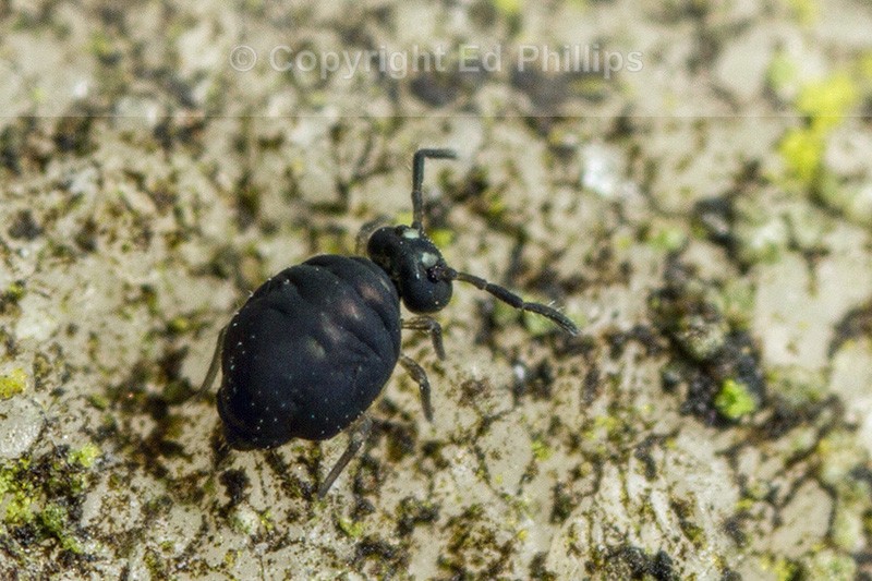 Sminthurinus niger
