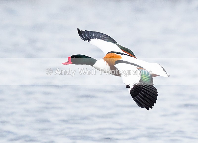 20150306-8E0A0018 - Shelduck