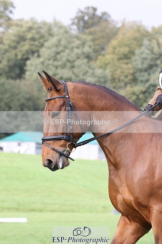 231019-142533-03974 - 634-PEMBROKE.MASTER.PIECE-Joanna.Dunn-DR