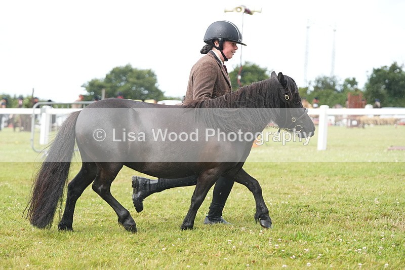 DSC04671 - Class 46: NPS Shetland Youngstock