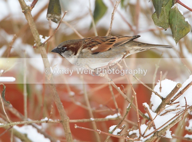 20101218-IMG_1122 - Dunnock (Hedge Sparrow)