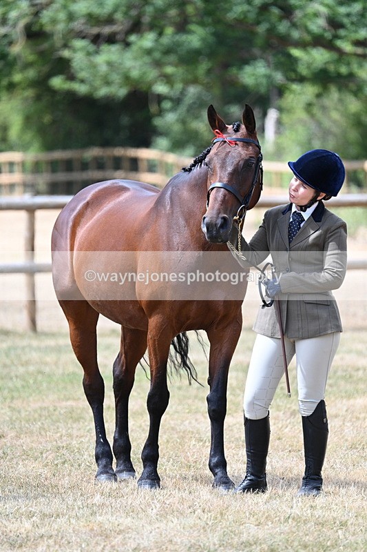 WJ7_2013 - Class 4a Prettiest Mare 14.2hh and over hand