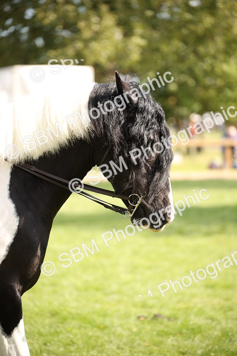 SBM_70119 - S65 - Piebald & Skewbald Horse Ridden