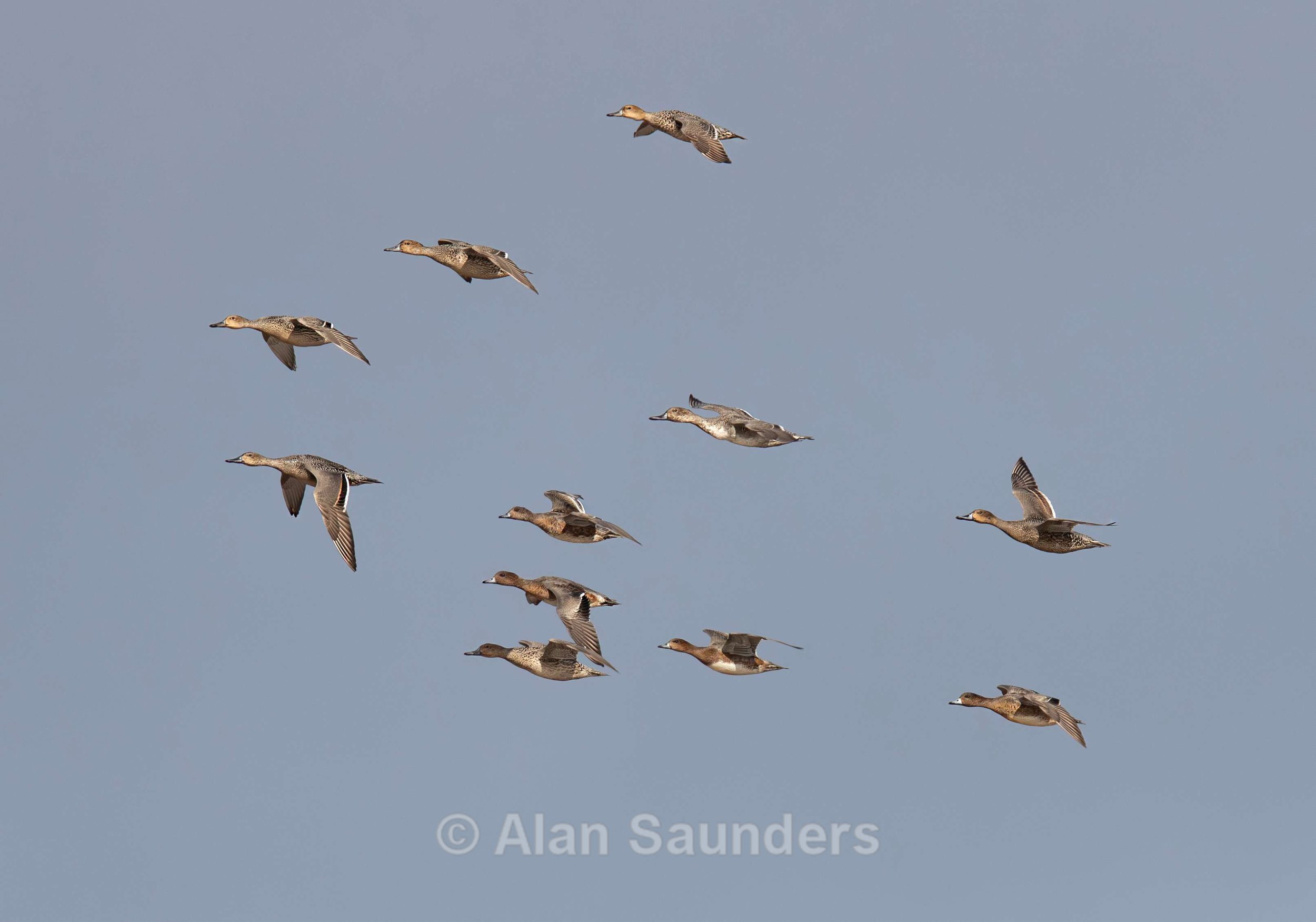 Pintail 2