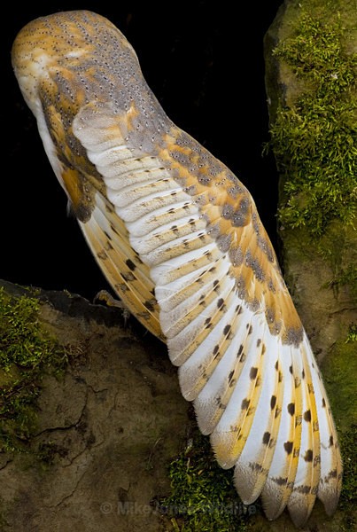 BARN OWL / REF BO 8 - BARN OWLS