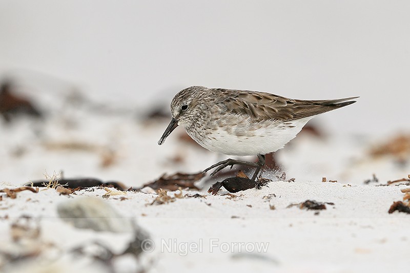 White-rumped Sandpiper foraging, Volunteer Point, Falklands - White-rumped Sandpiper