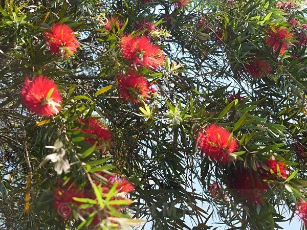 The Weeping Bottle Brush Tree - NEW GALLERY AS A SOUTH AFRICAN RESIDENT